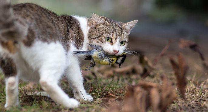 The ethics of feral cat control 