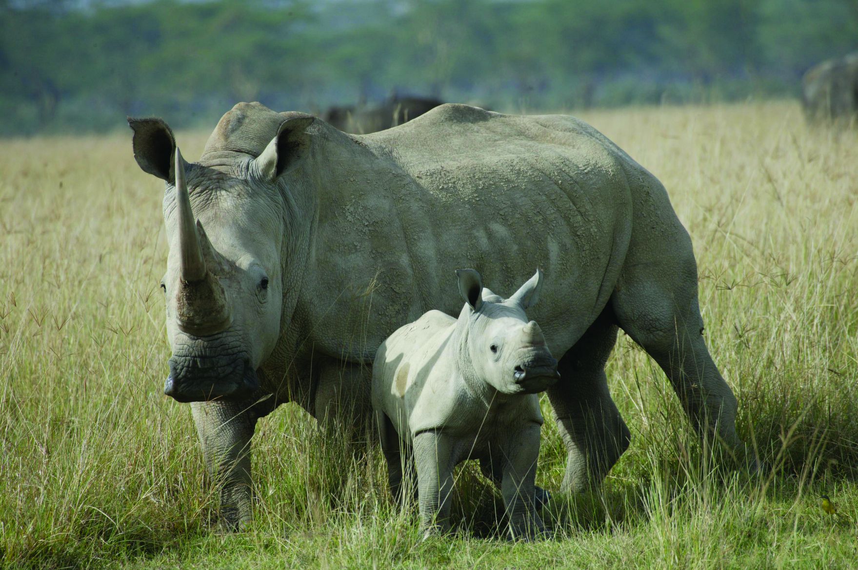 White Rhinos Can Be Saved - What Else Can? - 2SER