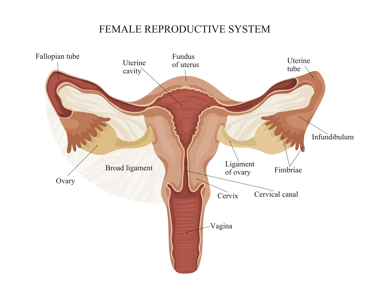 Анатомия репродуктивной системы женщины