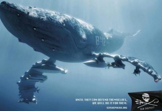 Comment Sea Shepherd se déchire