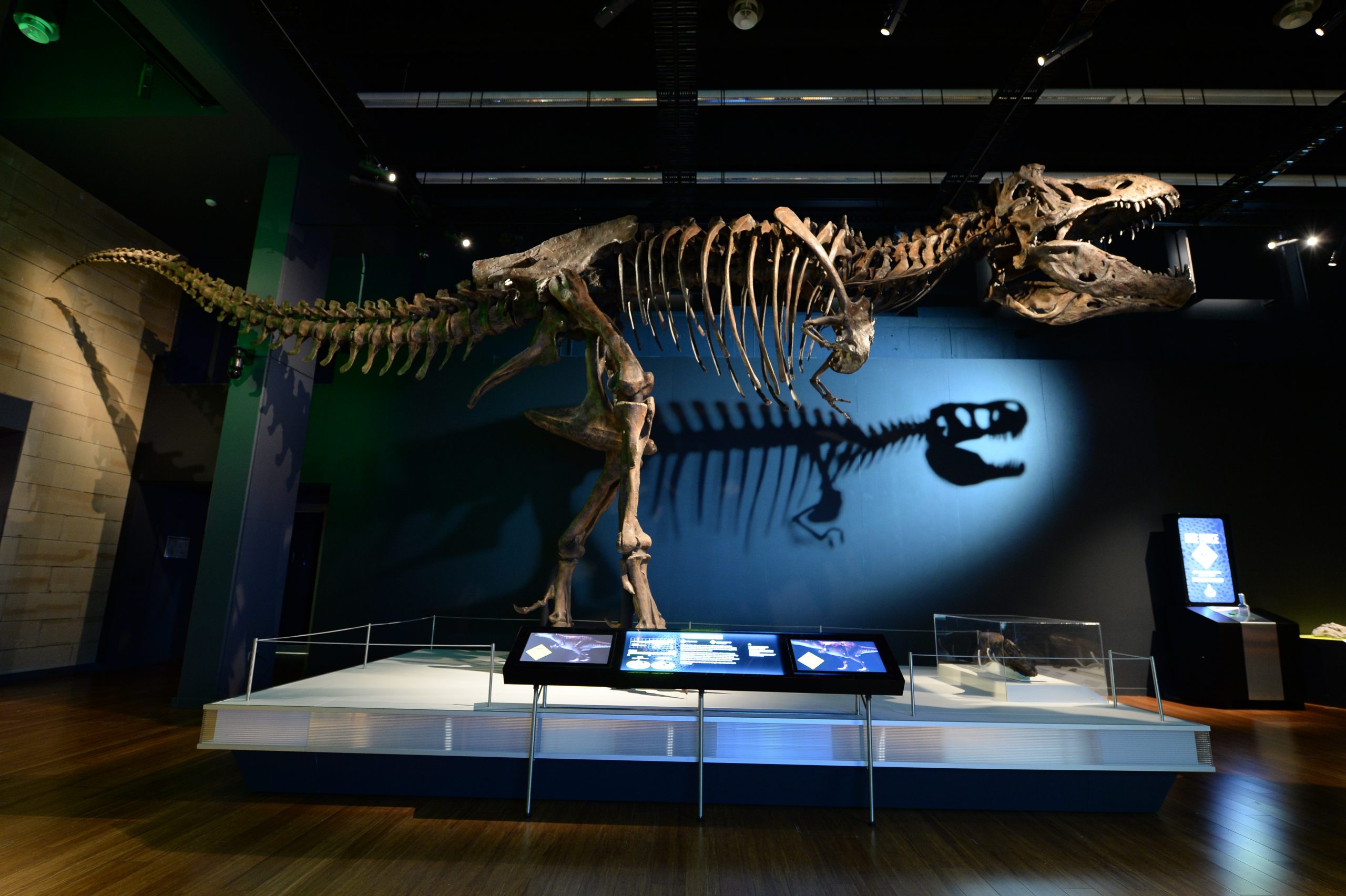 The museum had. Тираннозавр Скотти. Рекс скоти Тираннозавр Скотти. Скотти рекс скелет. Tyrannosaurus Rex Scotty Skeleton.
