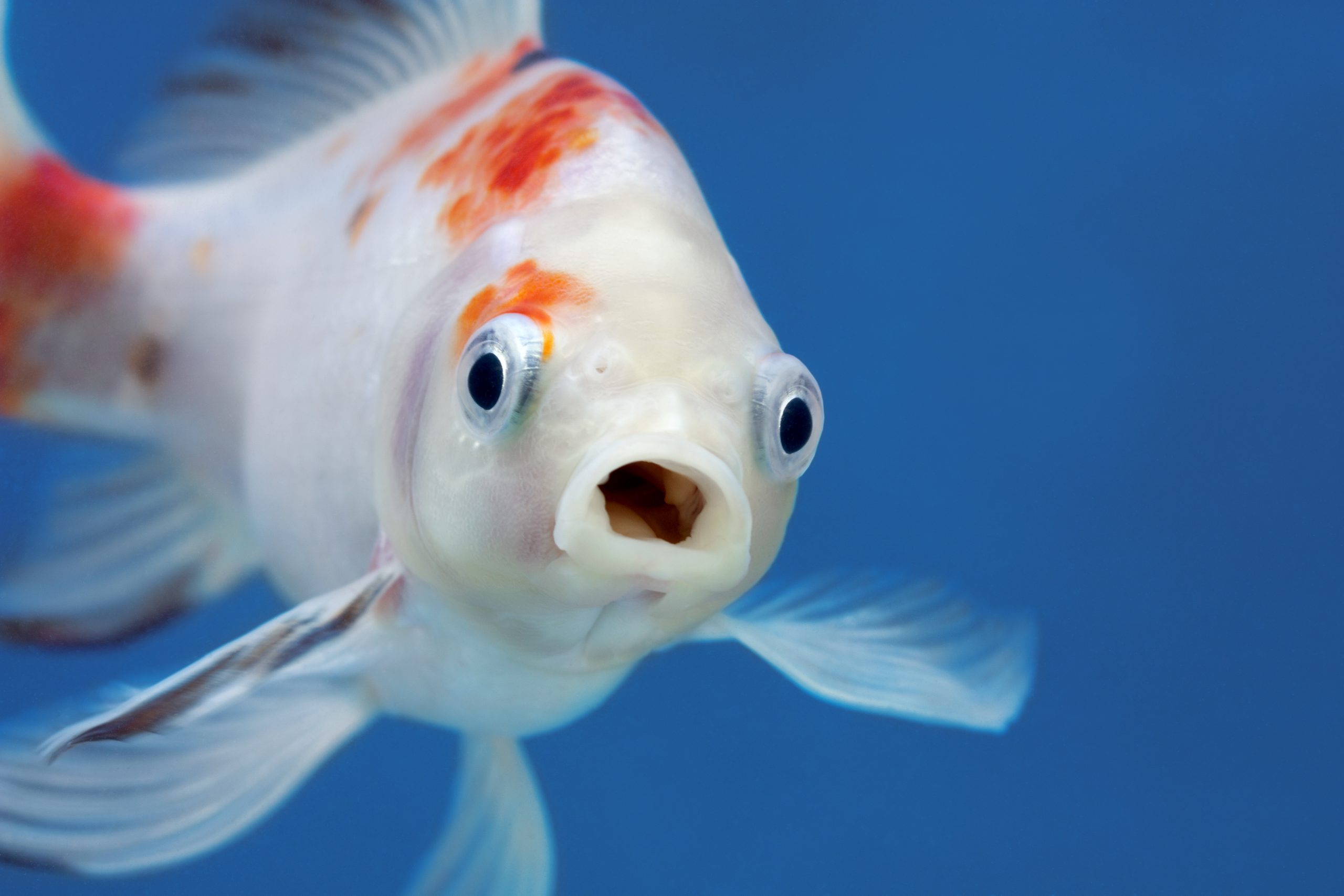 Рыбка открывает рот. Золотая рыбка Оранда. Рыба в анфас. Удивленная рыба. Рыбка с большими глазами.